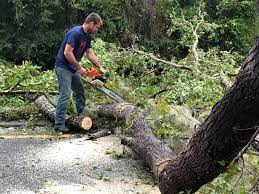 Best Tree Disease Treatment  in Leavenworth, WA