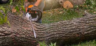 Professional Tree Care in Leavenworth, WA