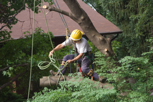 Best Pest Control for Lawns  in Leavenworth, WA