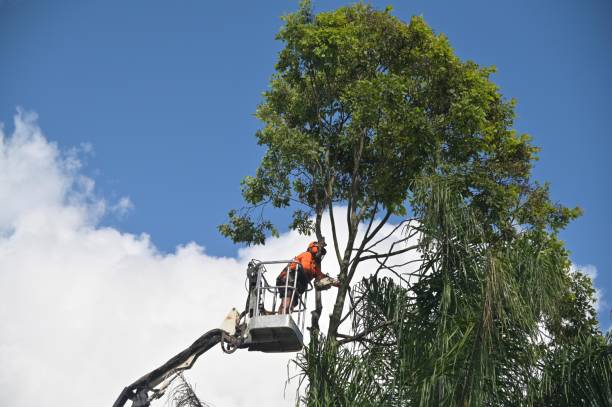 Best Tree Mulching  in Leavenworth, WA