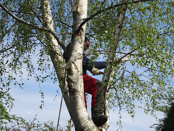 Best Tree Trimming and Pruning  in Leavenworth, WA