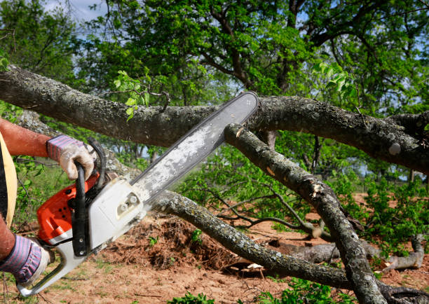 Trusted Leavenworth, WA Tree Care Experts